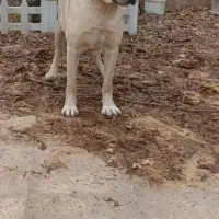 ماده سرابی درشت