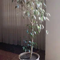 حراج انواع گل .سانسوریا.بنجامین .فیلتوس .گلبهار