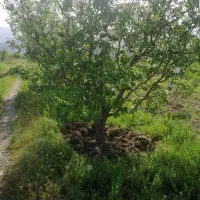 خریدار انواع درخت باغات قلمە گردو
