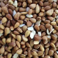 مغز بادام کوهی ، پاسورک ، الوک