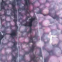 تامین پیاز قرمزوطلائی لوکس بناب برای صادرات