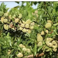 بادام تونو ،ایتالیایی|حراج|بومهن, |دیوار