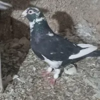 کبوتر|پرنده|شیراز, شهرک کوشکک|دیوار
