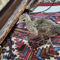 فروش جوجه طاوس