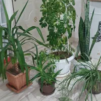 گل های شفلرا ، یوکا ، سانسوریا