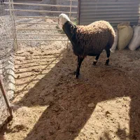 بره قوچ|حیوانات مزرعه|کنگاور, |دیوار