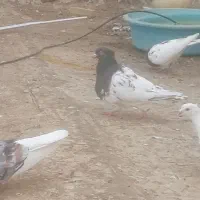 چند تا نر و شرط