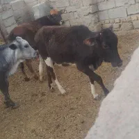 سه تا گوساله ماده محلی