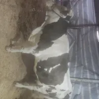 گاوسیمینتال‌جوان‌بدون‌هیچ‌عیب‌‌،،ایرادی‌به‌شرط|حیوانات مزرعه|کرمانشاه, |دیوار