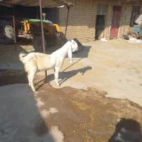 بز گلابی ماده
