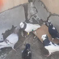 همه باهم ۲میلیون پرشی