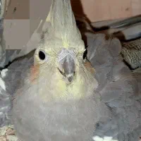 عروس هلندی