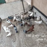 کفتر گرفتنی