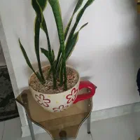 گل سانسوریا