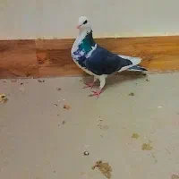 کبوتر نر|پرنده|بجنورد, |دیوار