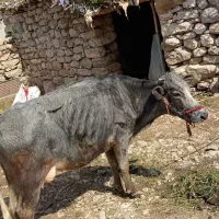 گاو و گوساله فروشی