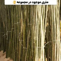 تولید و توزیع نهال صنوبر در نهالستان غرب|خدمات باغبانی و درختکاری|نسیمشهر, |دیوار