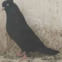 زاغ ابادانی|پرنده|سیرجان, |دیوار