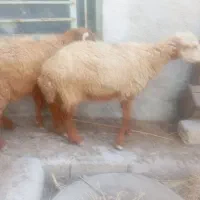 میش و بره نر پارساله|حیوانات مزرعه|سعدآباد, |دیوار