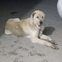 سگ گله عراقی