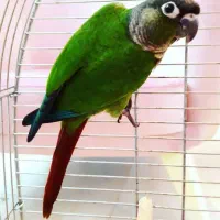 پرنده سرای ارسام|پرنده|نظرآباد, صالح آباد|دیوار