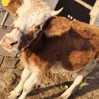 گاو و گوساله|حیوانات مزرعه|سوسنگرد, |دیوار