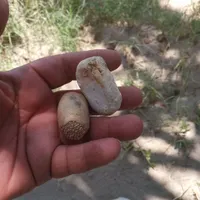 مهره قدیمی