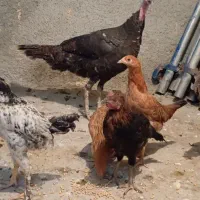 فروش بوقلمون ماده کردی|حیوانات مزرعه|کرمانشاه, |دیوار