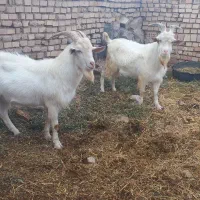 چبش سانن اصل