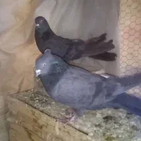 کبوتر اصفهانی