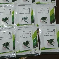 بذر خیار ۵۴۷|گل و گیاه طبیعی|جیرفت, |دیوار