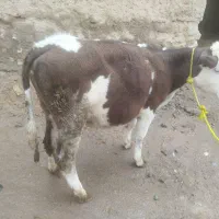 دوتا گوساله سیمنتال جنس خوب