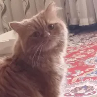 گربه پرشین نر.