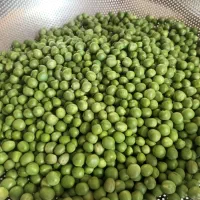 باقالی کاشان ونخودفرنگی سبز