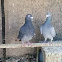 زاجر.پلاکی.مسافتی