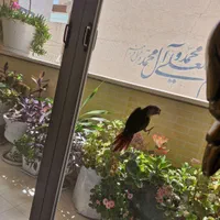 طوطی گرینچیک|پرنده|اصفهان, شهرک سلامت|دیوار
