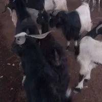بز و کهره