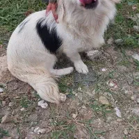 سگ اشپتز ماده ۱۴ماهه