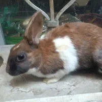 خرگوش