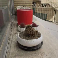 تعدادی گلدان کاملا سالم زیر قیمت