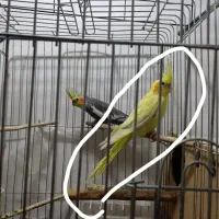 عروس پاریس|پرنده|سوسنگرد, |دیوار