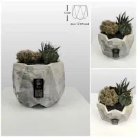 دیش گاردن / گلدان کاکتوس|گل و گیاه طبیعی|فولادشهر, B6|دیوار