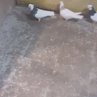 کبوتر|پرنده|جلیل آباد, |دیوار