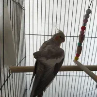 یه جفت عروس هلندی مولد|پرنده|هشتگرد, فاز ۱ مهستان|دیوار