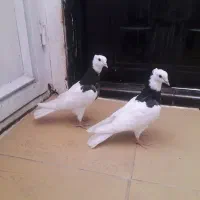 ۳عدد طوق|پرنده|سرایان, |دیوار