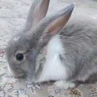 خرگوش دستی|موش و خرگوش|مهریز, |دیوار