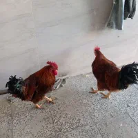 ۳ تا خروس محلی فروشی