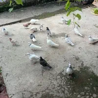 15 تا کبوتر پرشی|پرنده|سرخرود, |دیوار