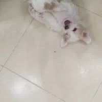 ش ی ت ز و|سگ|گلبهار, شهر جدید گلبهار|دیوار