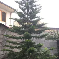 کاج مطبق، کاج، مطبق|گل و گیاه طبیعی|رشت, گلسار|دیوار